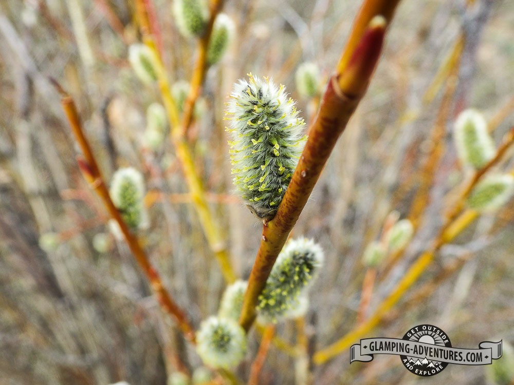 Kenosha Pass Campground, CO. Spring 2014