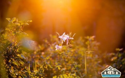 Cobbett Lake Campground, Grand Mesa CO, Summer 2015